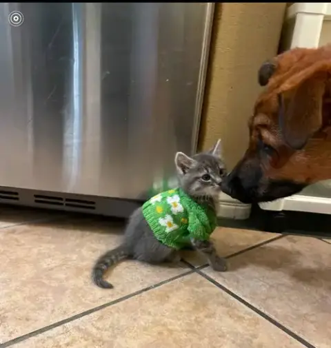 Bowser photo 5