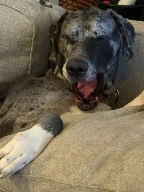 Duke / Toby