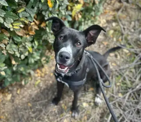 Niko A428897 photo 2