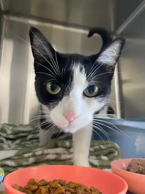 Luna *In Foster*