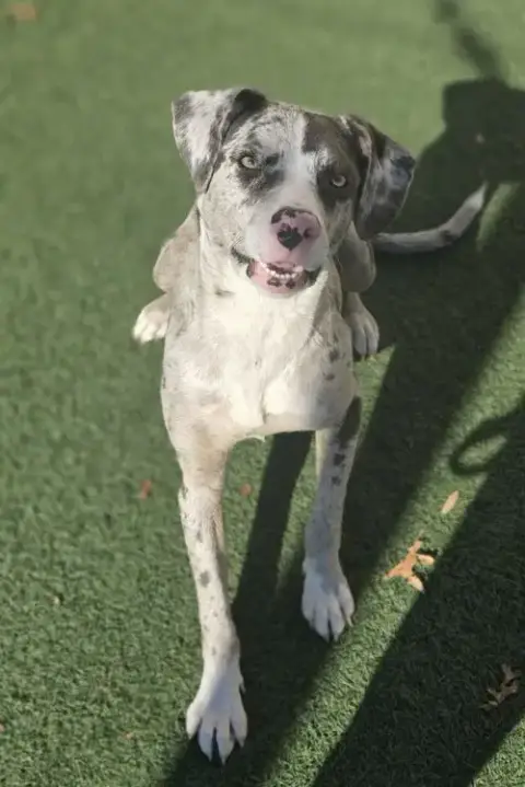 Vincent-$75 Adoption Fee! Diamond Dog! photo 4