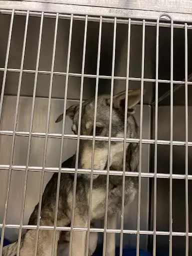 Milo