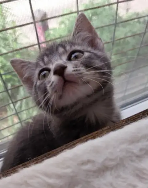 Baby Cakes * In Foster *