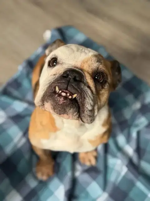 Lola photo 3