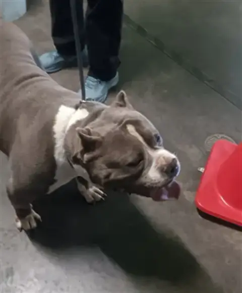Senior Beefy