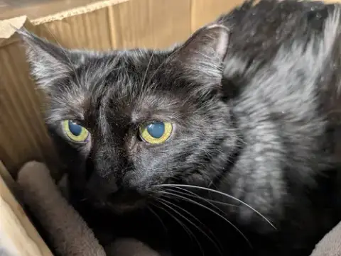 Lucille