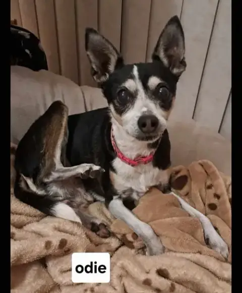 Odie photo 3