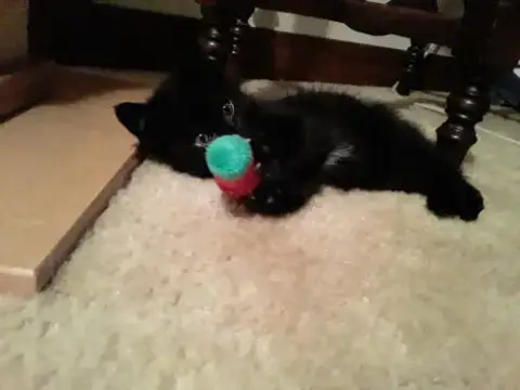 Binky photo 3