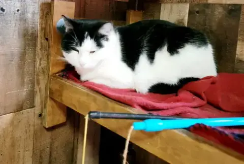 Gigi The Cat photo 4