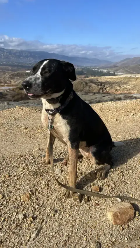Lola