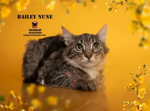 Bailey Nune photo 3