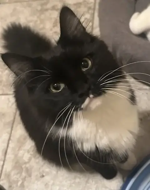 El