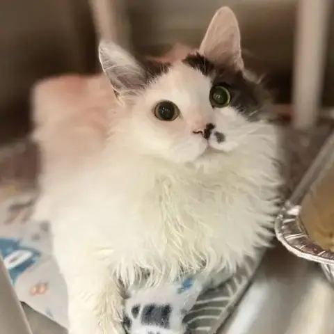 Georgie
