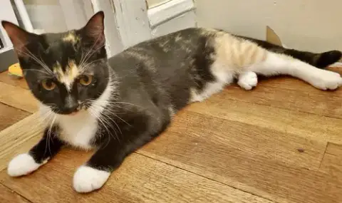 Pepperjack