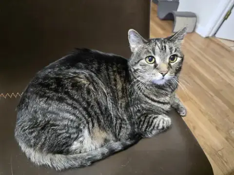 Hazel
