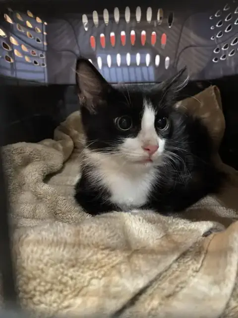 Figaro photo 4