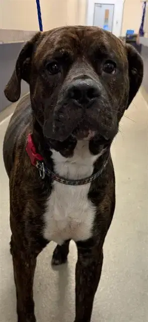 Chili