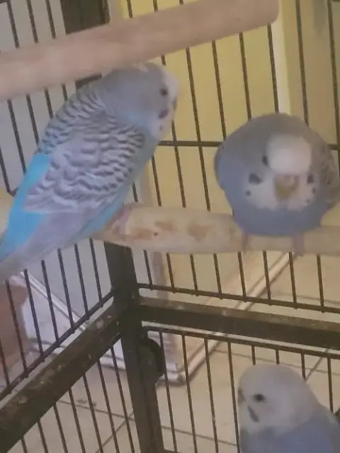 Parakeets 2 Males