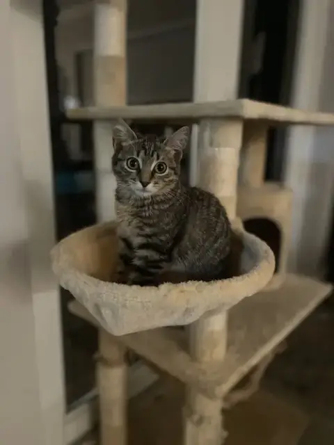 Fenix