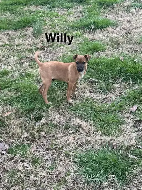 Willy photo 4