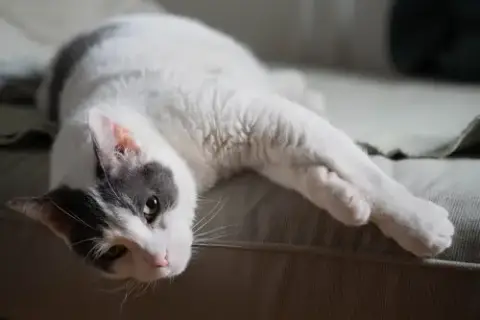 Kitkat photo 3