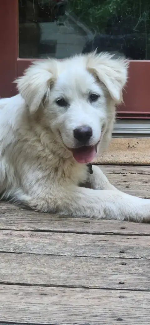 Daphne