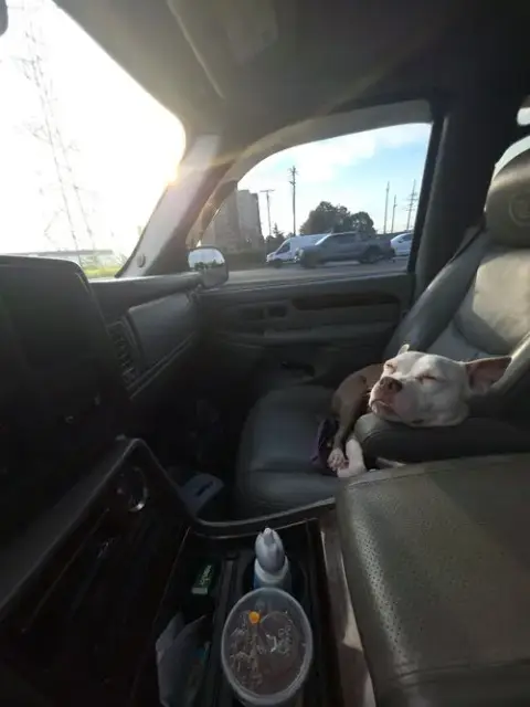 Stella photo 4