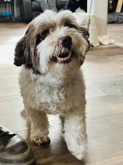 Archie