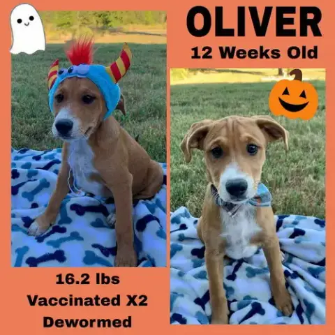 CindyâS Litter