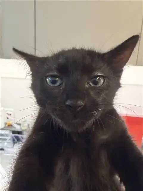 Adopter Coco Cola