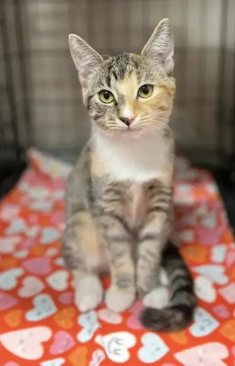 Tina
