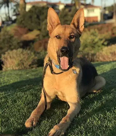 Dodger photo 2