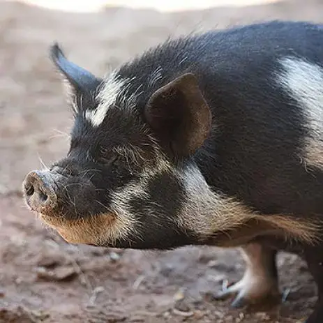 Spotted Petunia