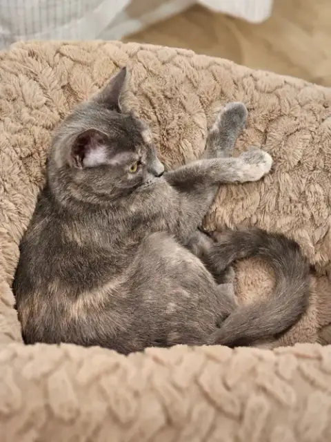 Heidi