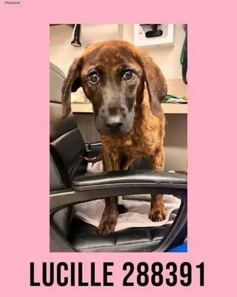 Lucille