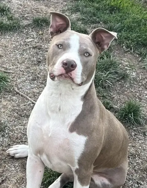 Two Tone Tucker photo 5