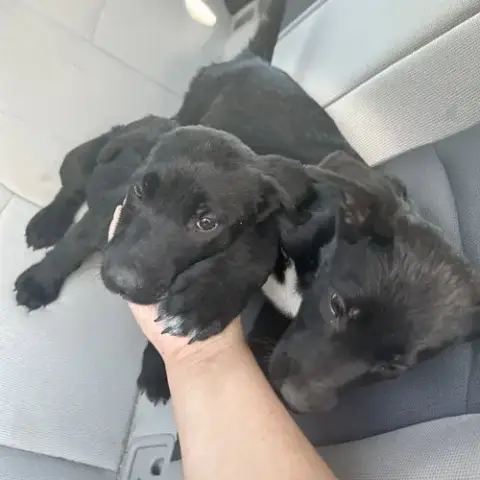 Kiara And Nala photo 2