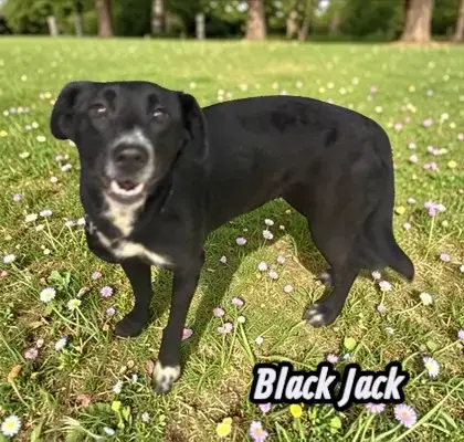 Black Jack