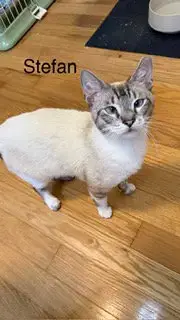 Stefan