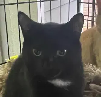 Tux