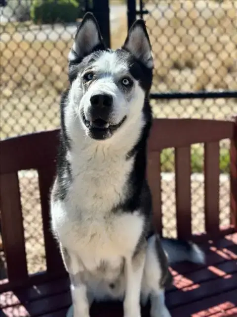 Mylo