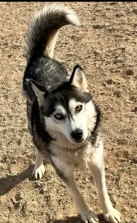 Kaya