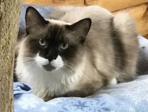Dakota