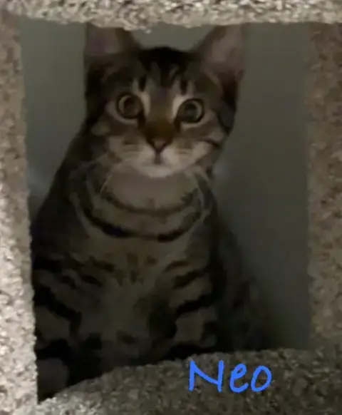 Neo photo 2