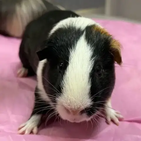 Peter