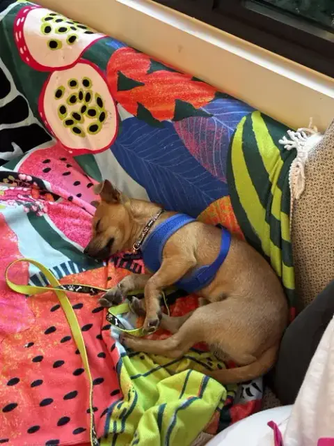 Nacho photo 3
