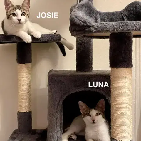 Josie & Luna photo 4