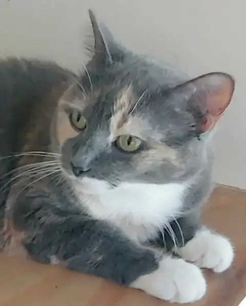 Patches photo 3