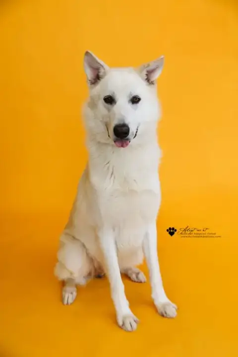Bodhi
