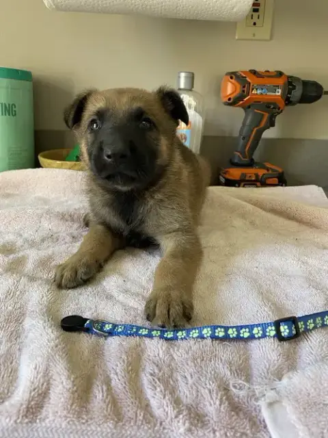 Geo Pups Slate